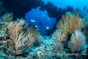 Gorgeous Coral Reef Scene, Fiji, Namena Marine Reserve