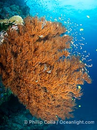 Gorgeous Coral Reef Scene, Fiji