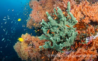 Gorgeous Coral Reef Scene, Fiji, Vatu I Ra Passage, Bligh Waters, Viti Levu Island