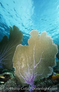 Purple sea fan, Gorgonia ventalina