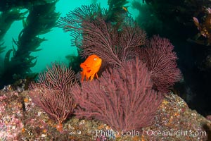 Garibaldi and gorgonian on rocky reef, below kelp forest, underwater. The red gorgonian is a filter-feeding temperate colonial species that lives on the rocky bottom at depths between 50 to 200 feet deep. Gorgonians are oriented at right angles to prevailing water currents to capture plankton drifting by. Catalina Island, California, USA