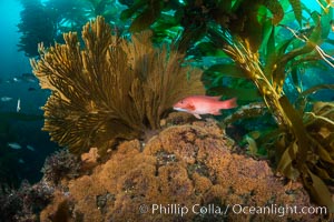 California golden gorgonian and Sheephead wrasse fish on rocky reef, below kelp forest, underwater. The golden gorgonian is a filter-feeding temperate colonial species that lives on the rocky bottom at depths between 50 to 200 feet deep. Each individual polyp is a distinct animal, together they secrete calcium that forms the structure of the colony. Gorgonians are oriented at right angles to prevailing water currents to capture plankton drifting by, Catalina Island