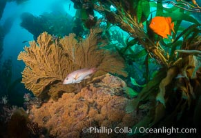 California golden gorgonian, Garibaldi and Sheephead wrasse fishes on rocky reef, below kelp forest, underwater. The golden gorgonian is a filter-feeding temperate colonial species that lives on the rocky bottom at depths between 50 to 200 feet deep. Each individual polyp is a distinct animal, together they secrete calcium that forms the structure of the colony. Gorgonians are oriented at right angles to prevailing water currents to capture plankton drifting by, Catalina Island