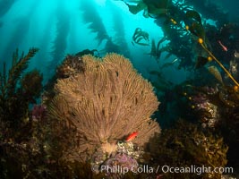 California golden gorgonian and small juvenile sheephead fishes on rocky reef, below kelp forest, underwater. The golden gorgonian is a filter-feeding temperate colonial species that lives on the rocky bottom at depths between 50 to 200 feet deep. Each individual polyp is a distinct animal, together they secrete calcium that forms the structure of the colony. Gorgonians are oriented at right angles to prevailing water currents to capture plankton drifting by, Muricea californica, San Clemente Island