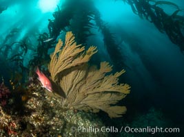 California golden gorgonian and small juvenile sheephead fishes on rocky reef, below kelp forest, underwater. The golden gorgonian is a filter-feeding temperate colonial species that lives on the rocky bottom at depths between 50 to 200 feet deep. Each individual polyp is a distinct animal, together they secrete calcium that forms the structure of the colony. Gorgonians are oriented at right angles to prevailing water currents to capture plankton drifting by, Muricea californica, San Clemente Island