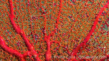 Gorgonian Detail with Tiny Starfishes, Sea of Cortez