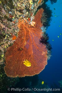 Image 31373, Gorgonian Sea Fan on Coral Reef, Fiji. Vatu I Ra Passage, Bligh Waters, Viti Levu  Island, Crinoidea, Gorgonacea, Phillip Colla, all rights reserved worldwide.   Keywords: echinodermata:alcyonacea:animalia:anthozoa:cnidaria:coral:coral reef:crinoid:crinoidea:crinozoa:echinoderm:fiji:fiji islands:fijian islands:gorgonacea:gorgonian:island:marine:nature:oceania:octocorallia:pacific ocean:reef:sea fan:south pacific:tropical:underwater.