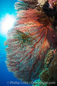 Plexauridae Gorgonian Sea Fan on Coral Reef, Fiji, Crinoidea, Gorgonacea, Plexauridae, Wakaya Island, Lomaiviti Archipelago