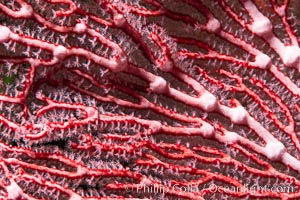 Gorgonian sea fan detail, Fiji, Gorgonacea, Namena Marine Reserve, Namena Island