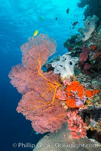 Gorgonian Sea Fan on Pristine Coral Reef, Fiji, Gorgonacea, Plexauridae, Vatu I Ra Passage, Bligh Waters, Viti Levu  Island