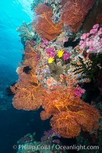 Gorgonian Sea Fan on Pristine Coral Reef, Fiji, Gorgonacea, Plexauridae, Vatu I Ra Passage, Bligh Waters, Viti Levu  Island