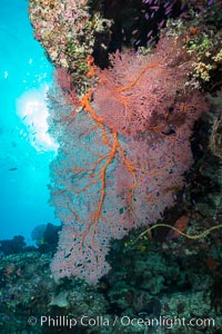 Gorgonian Sea Fan on Pristine Coral Reef, Fiji, Gorgonacea, Plexauridae, Wakaya Island, Lomaiviti Archipelago