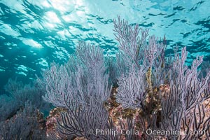 Gorgonian Sea Fans on Rocky Reef, Los Islotes, Sea of Cortez