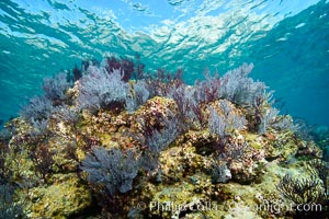 Gorgonian Sea Fans on Rocky Reef, Los Islotes, Sea of Cortez