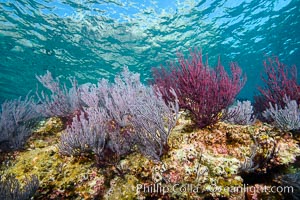 Gorgonian Sea Fans on Rocky Reef, Los Islotes, Sea of Cortez