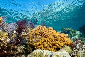 Gorgonian Sea Fans on Rocky Reef, Los Islotes, Sea of Cortez
