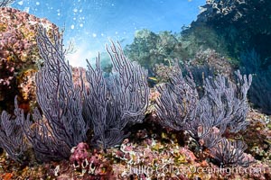 Gorgonian Sea Fans on Rocky Reef, Los Islotes, Sea of Cortez