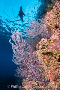 Gorgonian Sea Fans on Rocky Reef, Los Islotes, Sea of Cortez