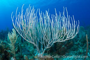 Gorgonian soft corals, Grand Cayman Island