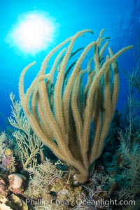 Gorgonian soft corals, Grand Cayman Island