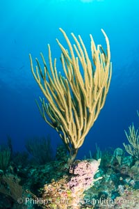 Gorgonian soft corals, Grand Cayman Island