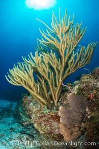 Gorgonian soft corals, Grand Cayman Island