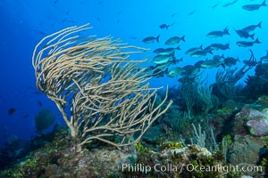 Gorgonian soft corals, Grand Cayman Island