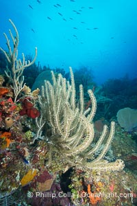 Gorgonian soft corals, Grand Cayman Island
