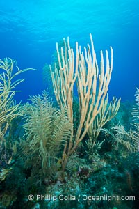 Gorgonian soft corals, Grand Cayman Island