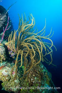 Gorgonian soft corals, Grand Cayman Island