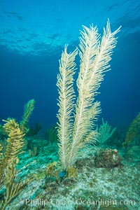 Gorgonian soft corals, Grand Cayman Island