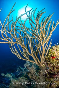 Gorgonian soft corals, Grand Cayman Island