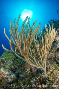 Gorgonian soft corals, Grand Cayman Island