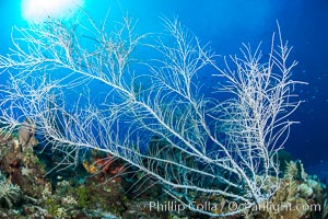 Gorgonian soft corals, Grand Cayman Island