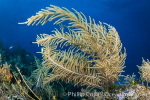 Gorgonian soft corals, Grand Cayman Island