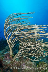 Gorgonian soft corals, Grand Cayman Island