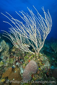 Gorgonian soft corals, Grand Cayman Island