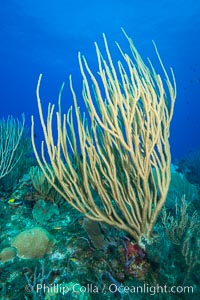 Gorgonian soft corals, Grand Cayman Island