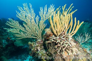 Gorgonian soft corals, Grand Cayman Island