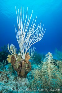 Gorgonian soft corals, Grand Cayman Island. Cayman Islands, natural history stock photograph, photo id 32247