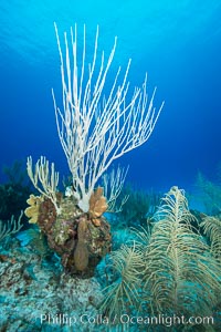 Gorgonian soft corals, Grand Cayman Island