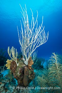 Gorgonian soft corals, Grand Cayman Island