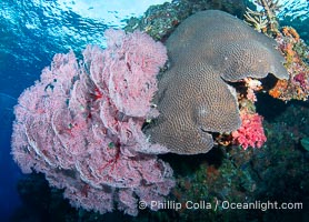 Gorgonians and a variety of Hard Corals flourish on a spectacular coral reef, Fiji Islands, Gorgonacea
