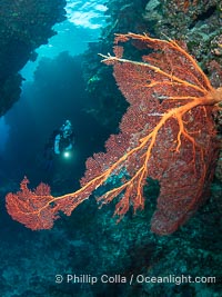 Gorgonians and a variety of Hard Corals flourish on a spectacular coral reef, Fiji Islands, Gorgonacea