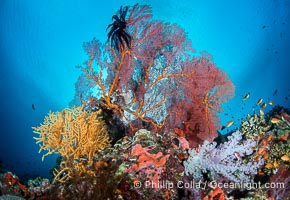 Gorgonians and a variety of Hard Corals flourish on a spectacular coral reef, Fiji Islands, Gorgonacea, Vatu I Ra Passage, Bligh Waters, Viti Levu Island