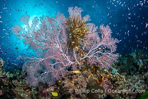 Gorgonians and a variety of Hard Corals flourish on a spectacular coral reef, Fiji Islands, Gorgonacea, Namena Marine Reserve