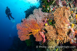 Gorgonians and a variety of Hard Corals flourish on a spectacular coral reef, Fiji Islands, Gorgonacea, Vatu I Ra Passage, Bligh Waters, Viti Levu Island