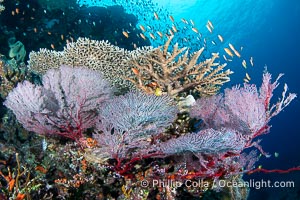 Gorgonians and a variety of Hard Corals flourish on a spectacular coral reef, Fiji Islands, Gorgonacea