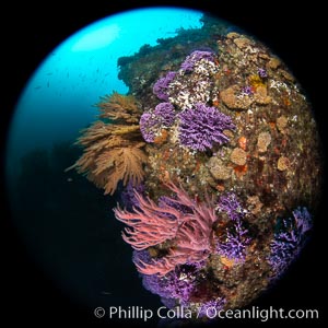 Red gorgonian, California golden gorgonian, purple hydrocoral, on rocky reef, Farnsworth Banks, Catalina Island, Allopora californica, Stylaster californicus