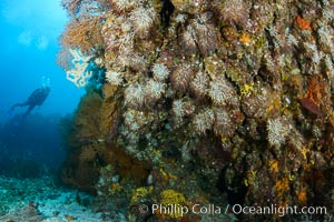 Gorgonians and invertebrate life covers a rocky reef, Sea of Cortez, Mexico